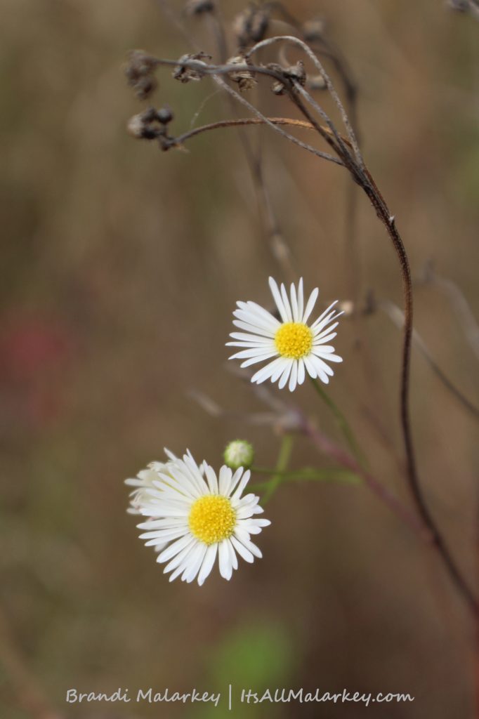 White Asters. Image taken in Maplewood State Park in Minnesota. Brandi Malarkey, artist. ItsAllMalarkey.com