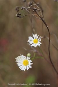 White Asters. Image taken in Maplewood State Park in Minnesota. Brandi Malarkey, artist. ItsAllMalarkey.com