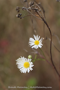 White Asters. Image taken in Maplewood State Park in Minnesota. Brandi Malarkey, artist. ItsAllMalarkey.com