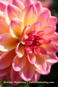 Zinnia. Image taken at the Longfellow Gardens at Minnehaha Regional Park, Minneapolis, Minnesota. Brandi Malarkey, artist. ItsAllMalarkey.com