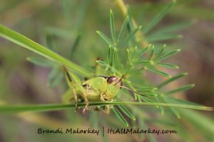 Image taken on the NDSU campus, Fargo, North Dakota. Brandi Malarkey, Artist. ItsAllMalarkey.com