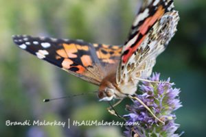 Image taken at the ABC Gardens at Yunker Farm in Fargo, North Dakota. Brandi Malarkey, Artist. ItsAllMalarkey.com