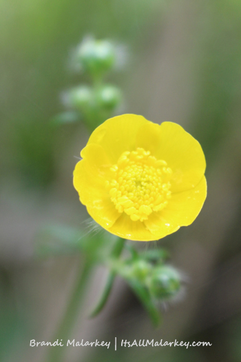 Buttercup. Taken near Lake Superior in Grand Marais, MN. Brandi Malarkey, artist. ItsAllMalarkey.com
