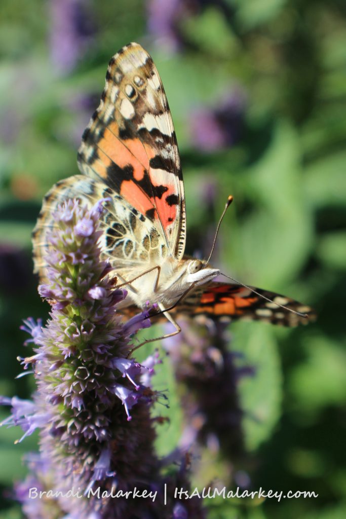Painted Lady. Image taken at the ABC Gardens at Yunker Farm in Fargo, North Dakota (Northern Plains Botanic Gardens). Brandi Malarkey, artist. ItsAllMalarkey.com