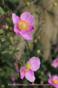 Roses. Image taken at the Olbrich Botanical Gardens in Madison, Wisconsin. Brandi Malarkey, artist. ItsAllMalarkey.com