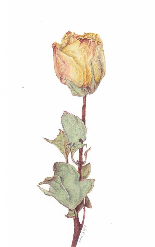 Dried Rose. Watercolor, 4x7. Brandi Malarkey, artist. ItsAllMalarkey.com