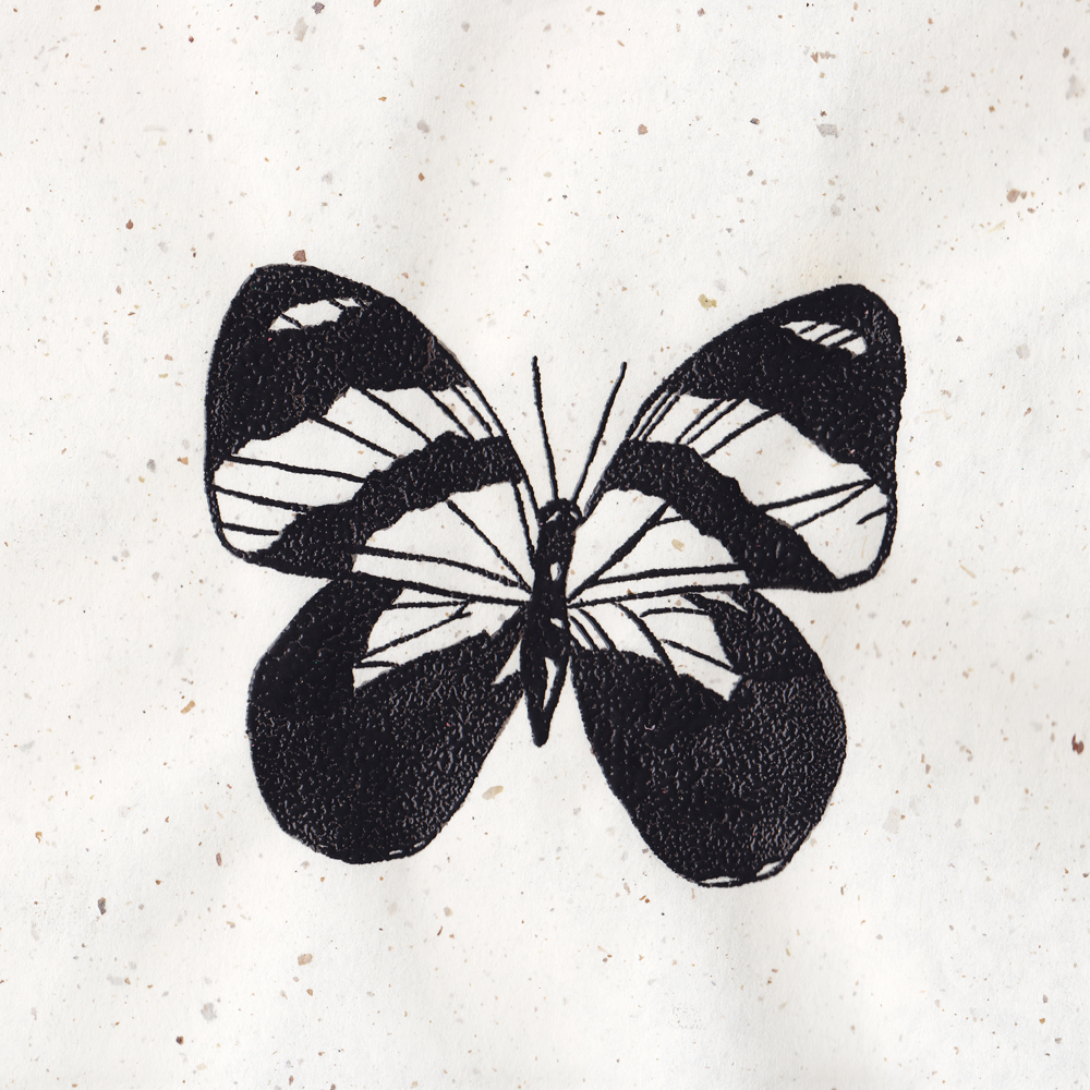 Callicore cynosura. Thermography 9x9 Brandi Malarkey, Artist. ItsAllMalarkey.com