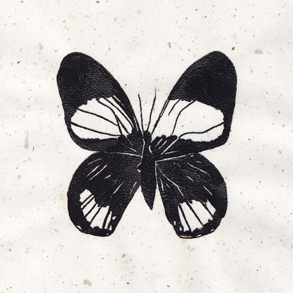 Callicore felderi. Thermography 9x9 Brandi Malarkey, Artist. ItsAllMalarkey.com