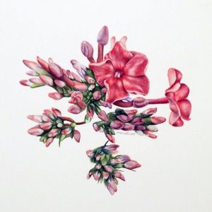 Phlox paniculata Ka-Pow Lavender Garden Phlox Watercolor 5x5 Brandi Malarkey, Artist. ItsAllMalarkey.com