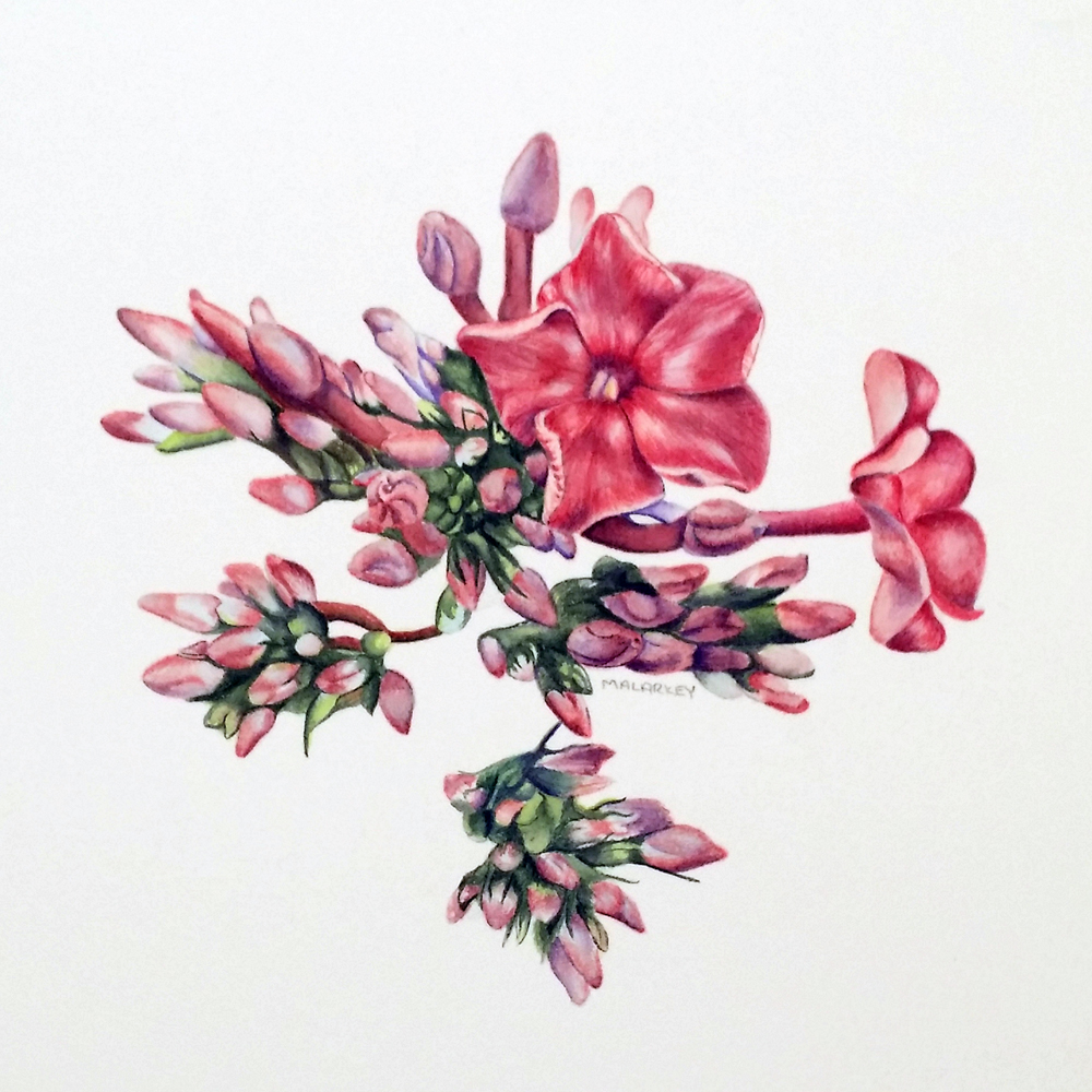 Phlox paniculata Ka-Pow Lavender Garden Phlox Watercolor 5x5 Brandi Malarkey, Artist. ItsAllMalarkey.com