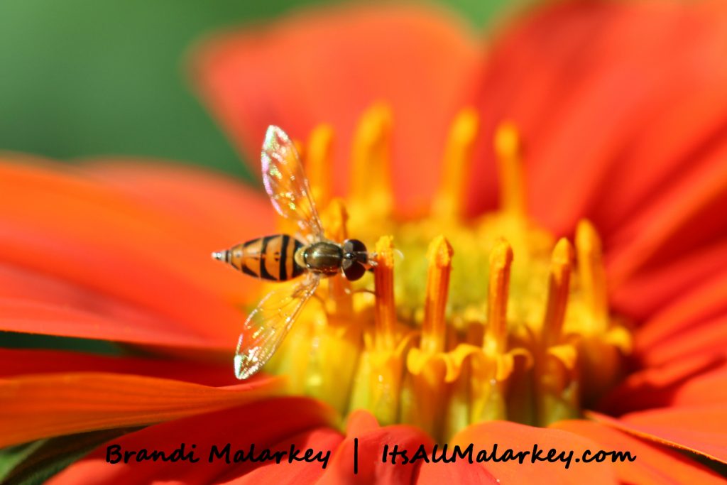 Image taken at the Northern Plains Botanic Garden at Yunker Farm, Fargo. Brandi Malarkey, artist. ItsAllMalarkey.com