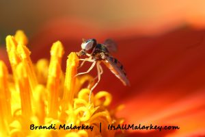 Image taken at the Northern Plains Botanic Garden at Yunker Farm, Fargo. Brandi Malarkey, artist. ItsAllMalarkey.com