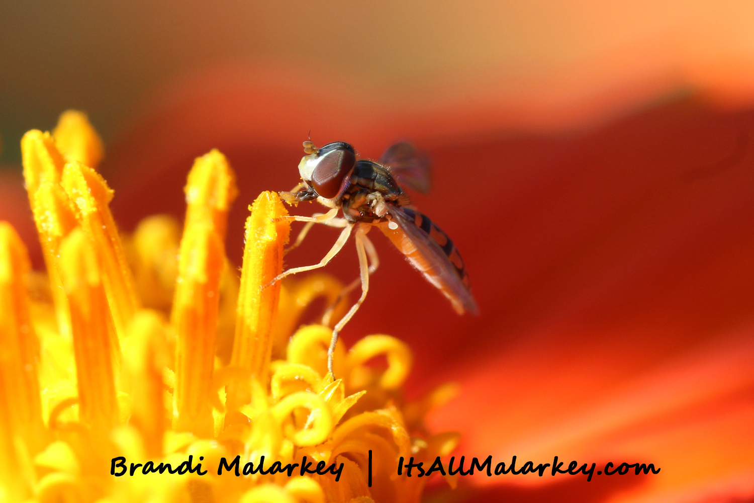Image taken at the Northern Plains Botanic Garden at Yunker Farm, Fargo. Brandi Malarkey, artist. ItsAllMalarkey.com