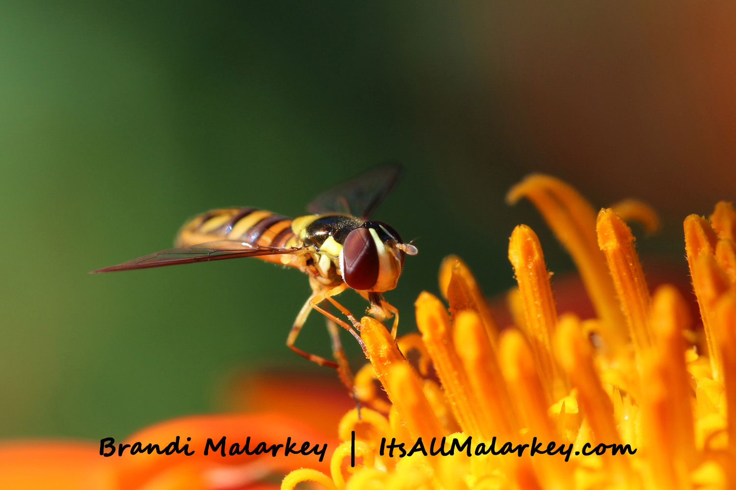 Image taken at the Northern Plains Botanic Garden at Yunker Farm, Fargo. Brandi Malarkey, artist. ItsAllMalarkey.com