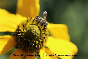 Image taken at the Northern Plains Botanic Garden at Yunker Farm, Fargo. Brandi Malarkey, artist. ItsAllMalarkey.com