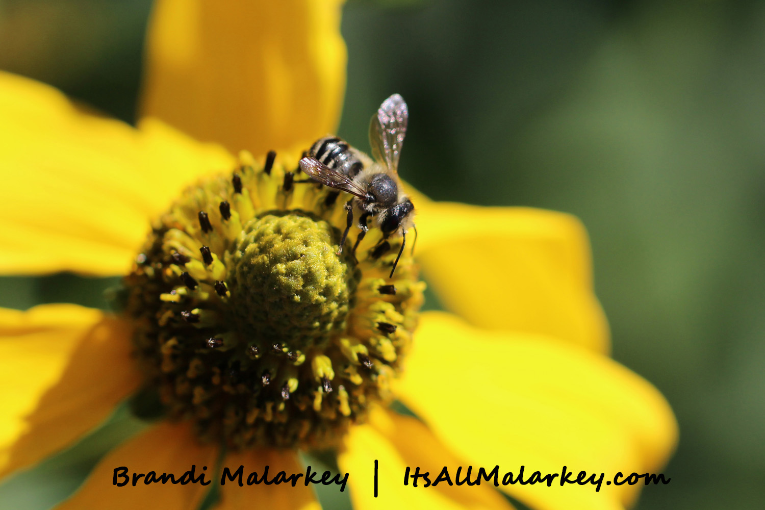 Image taken at the Northern Plains Botanic Garden at Yunker Farm, Fargo. Brandi Malarkey, artist. ItsAllMalarkey.com