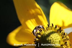 Image taken at the Northern Plains Botanic Garden at Yunker Farm, Fargo. Brandi Malarkey, artist. ItsAllMalarkey.com