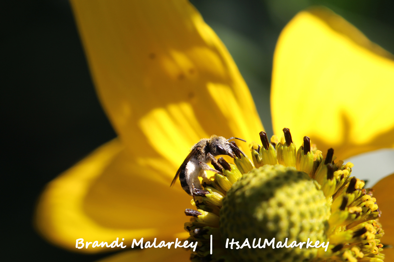 Image taken at the Northern Plains Botanic Garden at Yunker Farm, Fargo. Brandi Malarkey, artist. ItsAllMalarkey.com