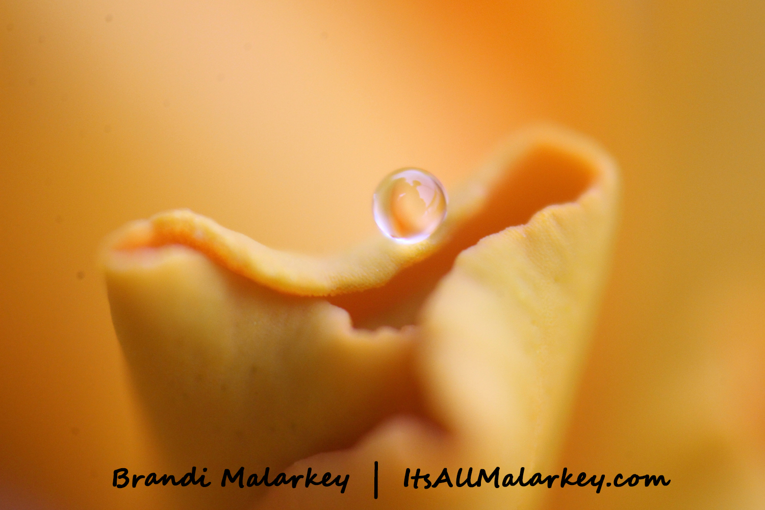 Image taken at the Northern Plains Botanic Garden at Yunker Farm, Fargo. Brandi Malarkey, artist. ItsAllMalarkey.com