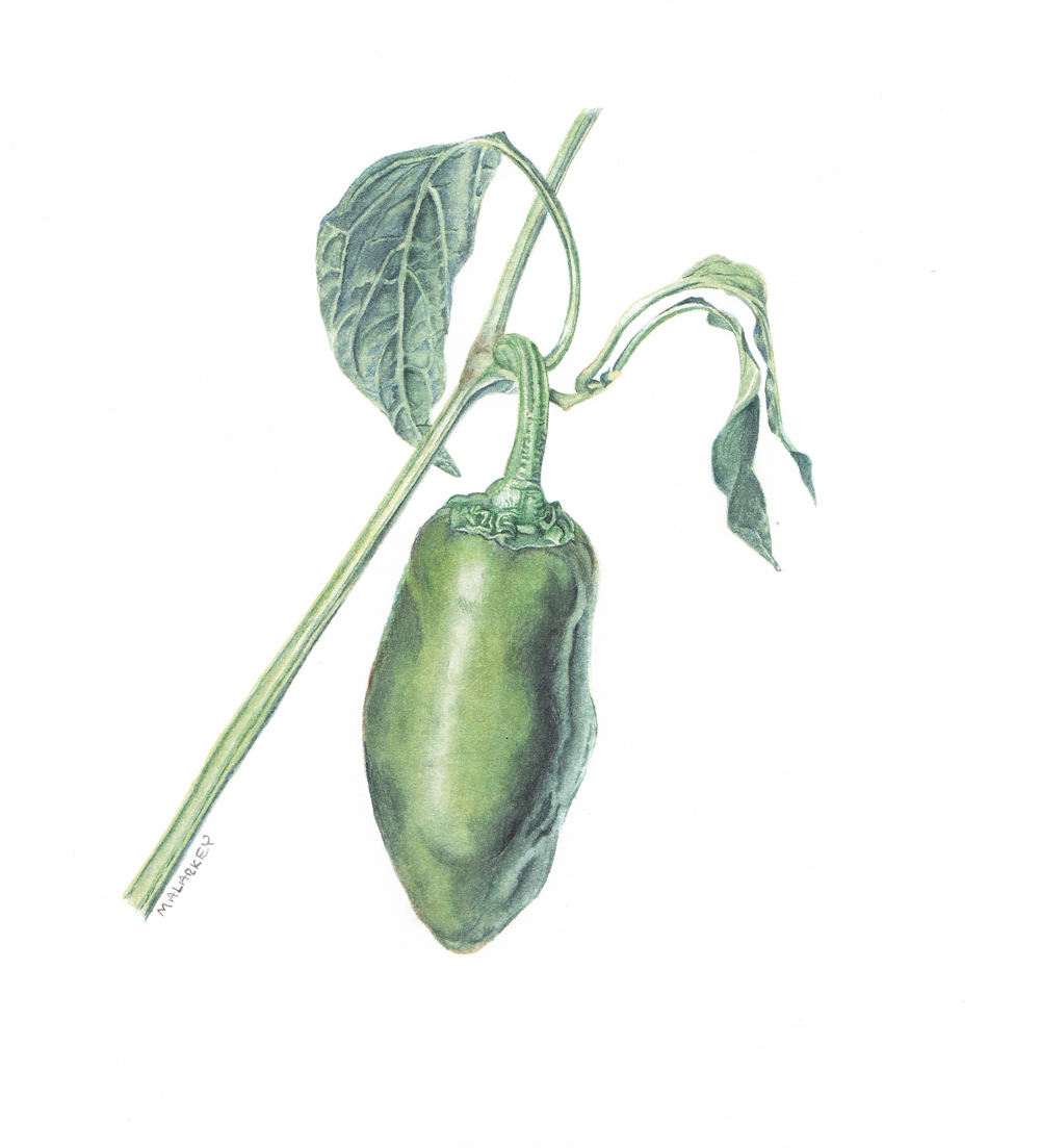 Capsicum annuum/Jalapeno pepper. Watercolor. 5x5 Brandi Malarkey, artist. ItsAllMalarkey.com