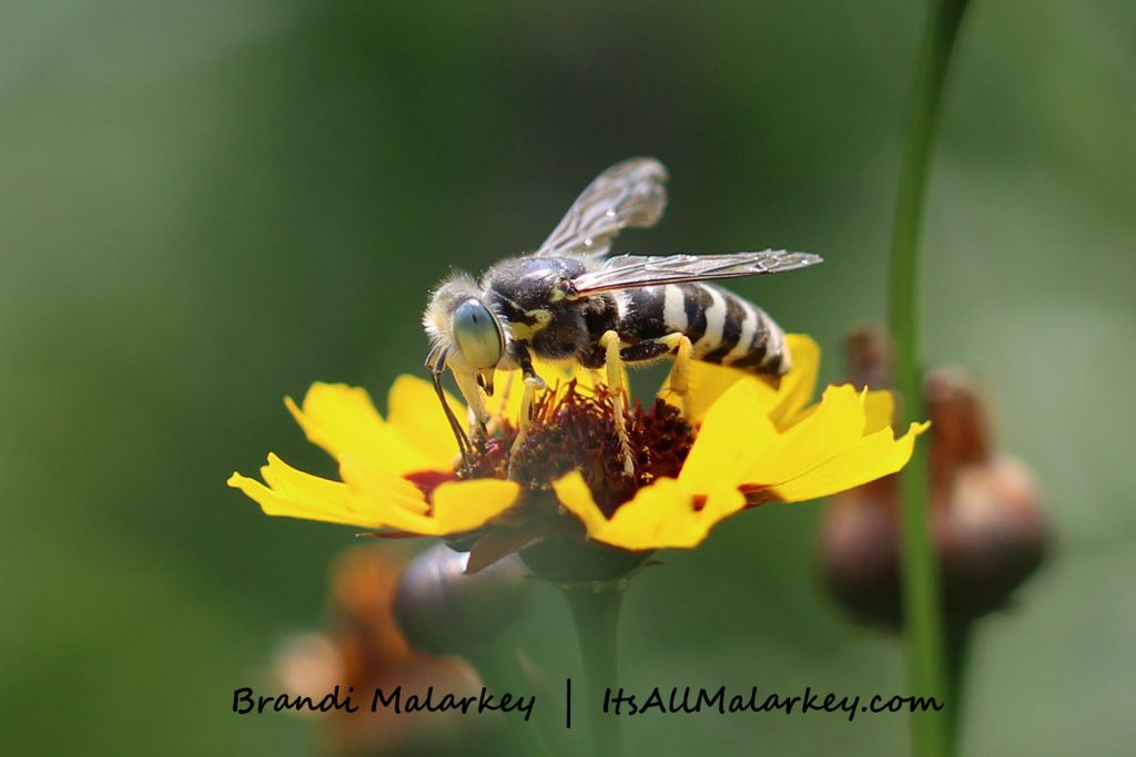 Image taken at the Northern Plains Botanic Garden at Yunker Farm, Fargo. Brandi Malarkey, artist. ItsAllMalarkey.com