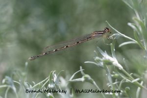Image taken at the Northern Plains Botanic Garden at Yunker Farm, Fargo. Brandi Malarkey, artist. ItsAllMalarkey.com