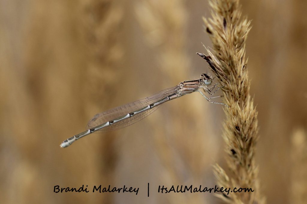 Image taken at the Northern Plains Botanic Garden at Yunker Farm, Fargo. Brandi Malarkey, artist. ItsAllMalarkey.com