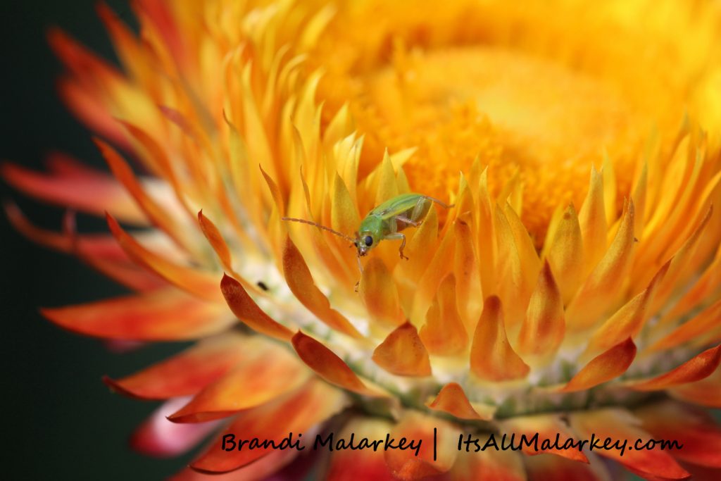 Image taken at the Northern Plains Botanic Garden at Yunker Farm, Fargo. Brandi Malarkey, artist. ItsAllMalarkey.com