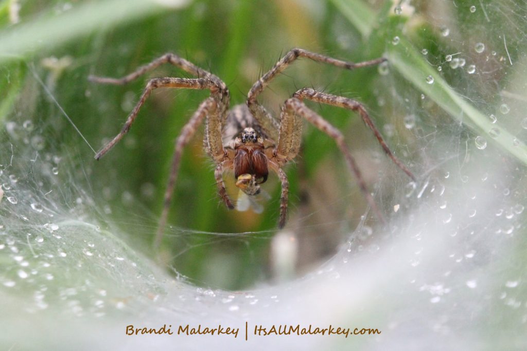 Image taken at the Northern Plains Botanic Garden at Yunker Farm, Fargo. Brandi Malarkey, artist. ItsAllMalarkey.com