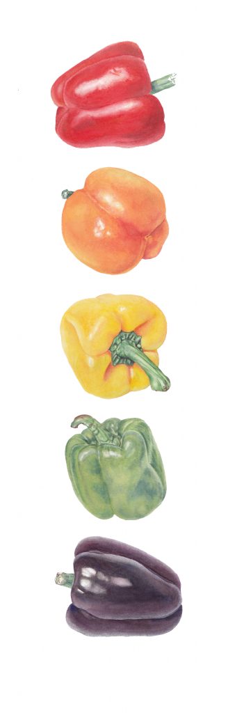 Taste The Rainbow (Capsicum annuum), watercolor, 6.5 x 21. Brandi Malarkey, artist. ItsAllMalarkey.com