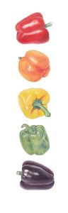 Taste The Rainbow (Capsicum annuum), watercolor, 6.5 x 21. Brandi Malarkey, artist. ItsAllMalarkey.com