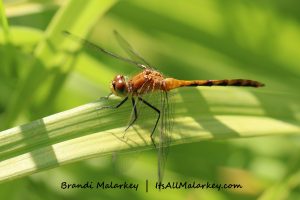 Image taken at the International Peace Garden, North Dakota/Manitoba. Brandi Malarkey, Artist. ItsAllMalarkey.com