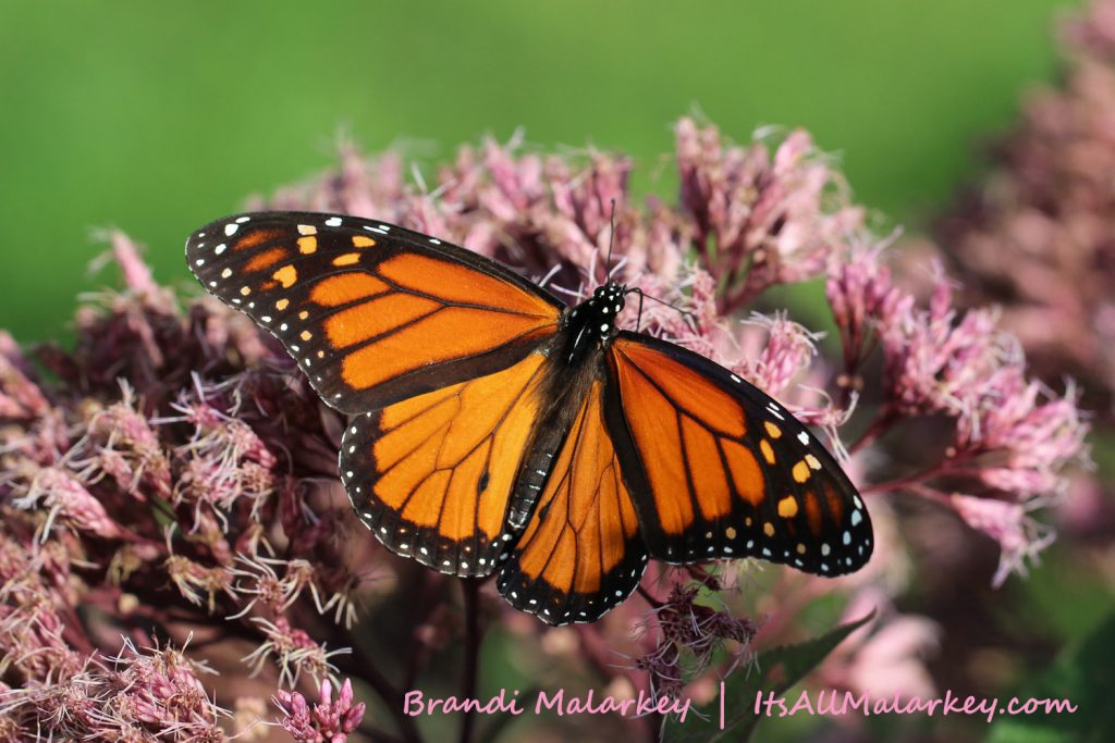 Image taken at the Northern Plains Botanic Garden at Yunker Farm, Fargo. Brandi Malarkey, artist. ItsAllMalarkey.com