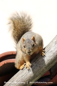 Squirrel. Image taken at the Spanish Village Art Center at Balboa Park. Brandi Malarkey, artist. ItsAllMalarkey.com