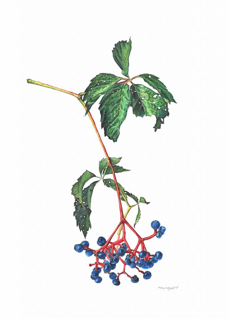 Parthenocissus quinquefolia Virginia creeper Watercolor 8.5x11. Brandi Malarkey, artist. ItsAllMalarkey.com