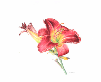 Hemerocallis Daylily Watercolor 14 x 10. Brandi Malarkey, artist. ItsAllMalarkey.com