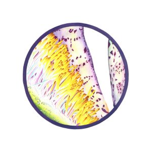 Inside Out Collection Iris Gouache 15x15 Brandi Malarkey, artist. ItsAllMalarkey.com