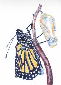 Emerge. Gouache 7.5x10.5 Brandi Malarkey, Artist. ItsAllMalarkey.com