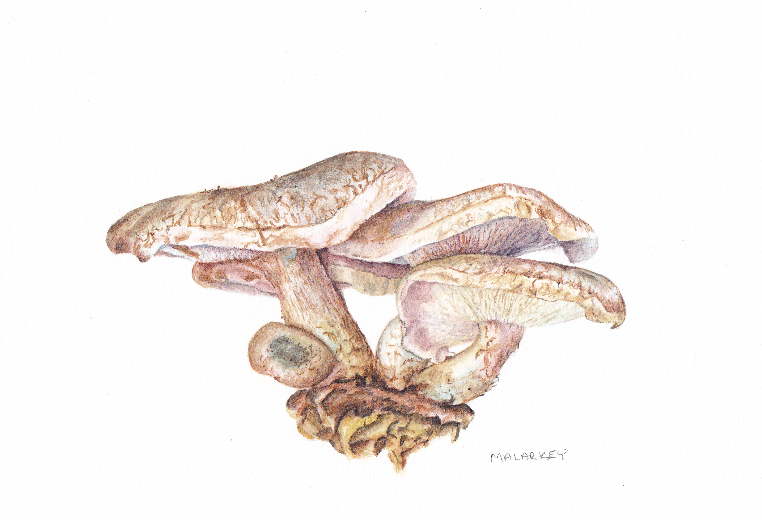 Lentinula edodes Shiitake mushrooms Watercolor 6 x 8 Brandi Malarkey, artist. ItsAllMalarkey.com