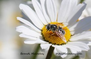 Bee on Daisy. Brandi Malarkey, artist. ItsAllMalarkey.com