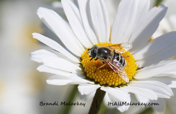 Bee on Daisy. Brandi Malarkey, artist. ItsAllMalarkey.com