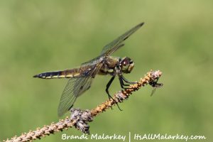 Dragonfly. Brandi Malarkey, artist. ItsAllMalarkey.com