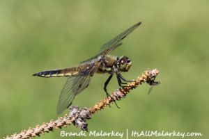 Dragonfly. Brandi Malarkey, artist. ItsAllMalarkey.com