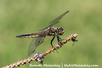 Dragonfly. Brandi Malarkey, artist. ItsAllMalarkey.com