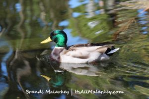 Duck. Image taken at Balboa Park San Diego. Brandi Malarkey, artist. ItsAllMalarkey.com