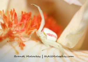 Enoplognatha ovata. Brandi Malarkey, artist. ItsAllMalarkey.com