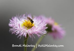 Hoverfly on flower. Brandi Malarkey, artist. ItsAllMalarkey.com