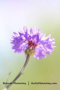 Brandi Malarkey, artist.