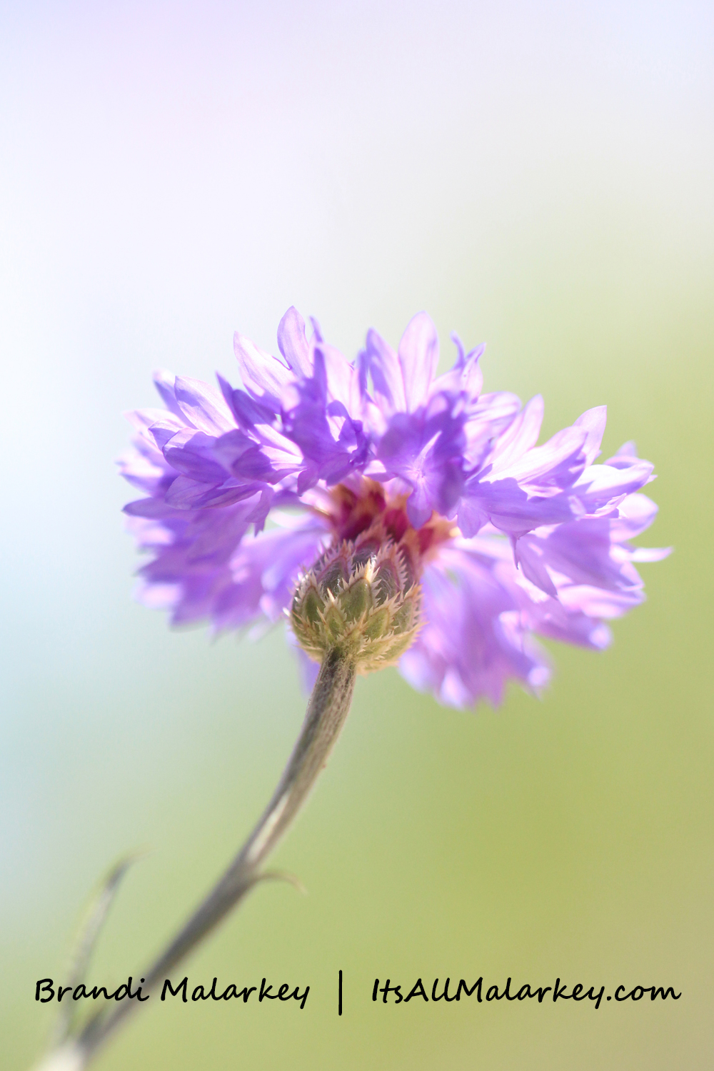 Brandi Malarkey, artist.