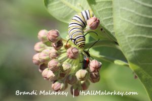 Brandi Malarkey, artist.